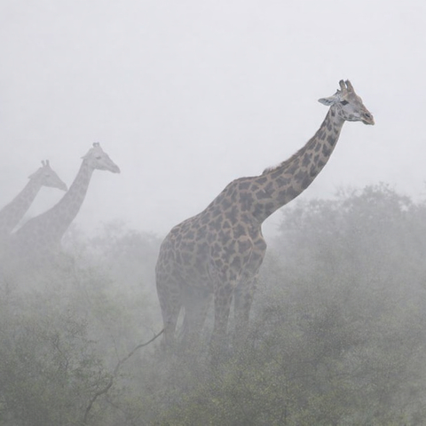 GIRAFFES